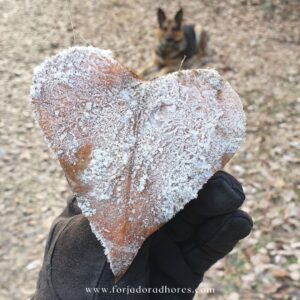 La vida después de la muerte y los animales